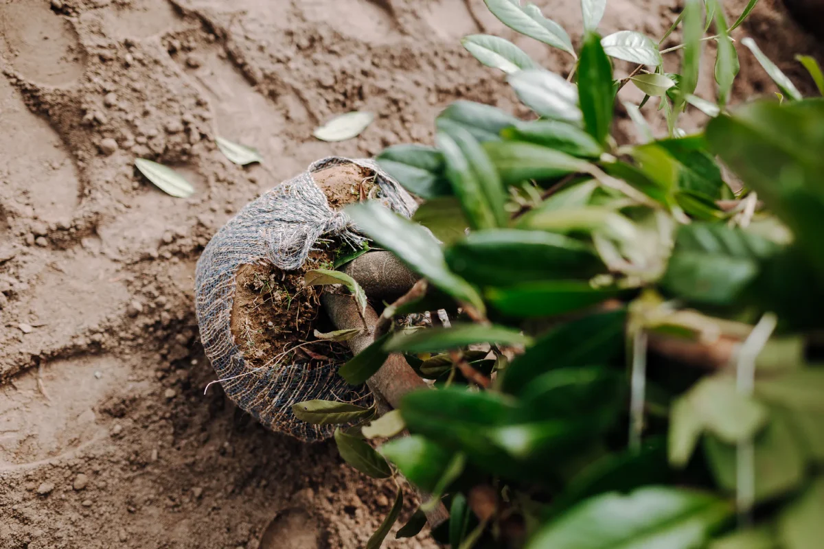 Fenntartható kertépítés Kaposváron