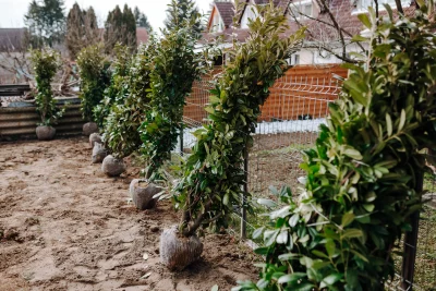 Kertépítés alapja a profi növénytelepítés