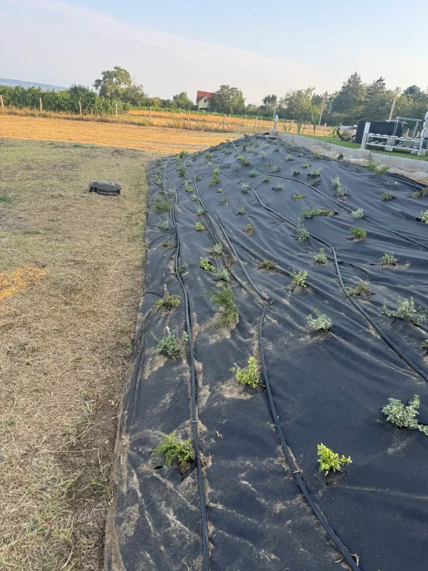Meredek rézsű stabilizálása és okos növényesítése Balatonszemes Szőlőhegyen